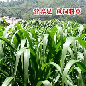 西藏阿里常青草种草籽销售热线批发草种草种籽