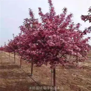 7����8����Ѥ������������� �������������ı���һĿ��Ȼ