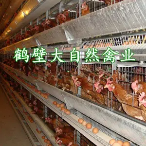 青年鸡蛋鸡苗,60天海兰褐脱温鸡,60天京红育成鸡,60天蛋鸡养殖