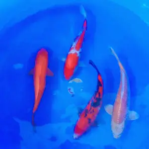 供应锦鲤 批发锦鲤 锦鲤基地直销