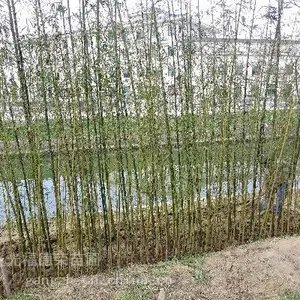 苏州别墅庭院竹子 金镶玉竹 紫竹 龟甲竹等园林竹子种植施工