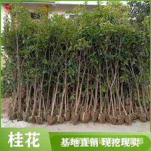 ���������������ļ�����ֲ��Ũ���ͼ޽ӽ�𵤹������ļ���ֲ