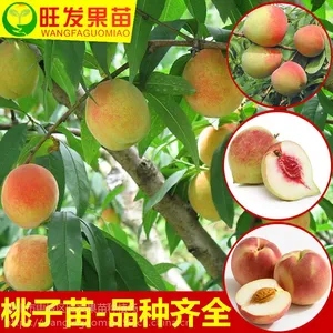 供应嫁接鹰嘴桃苗嫁接果树苗桃子树苗可盆栽地栽苗量大***品种正宗优质