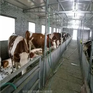小牛崽的价格_今日最新小牛崽的价格行情走势