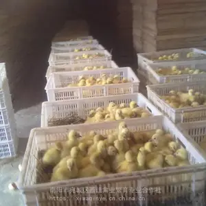 大鹅新价格,肉鹅收购商,鹅苗养殖技术,优质鹅苗批发,南阳西洼禽业鹅苗繁育合作社