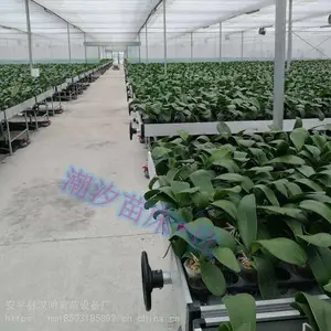 玻璃温室移动育苗床汉明潮汐式灌溉系统定制