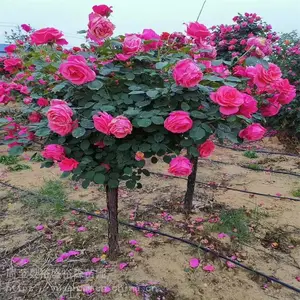 ���������������� ԰�ֹۻ�ֲ�� Ӫ�����¼��� ���ػ�ľС��
