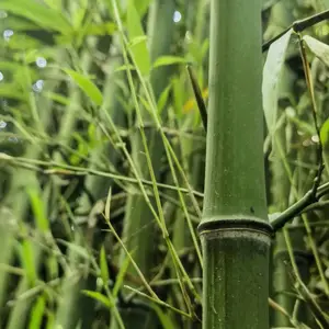 沭阳翠竹园 现挖竹苗 公园庭院绿化竹子 地径4公分刚竹 紫竹