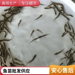 山东烟台黑鱼苗泥鳅鱼苗养殖场连片鱼塘出货方便