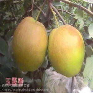 大量批发嫁接梨树苗 品种齐全 玉露香梨 红梨树苗