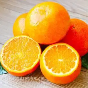 无核沃柑枝条***格
