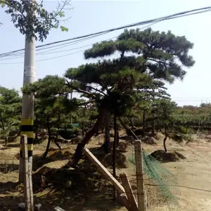 泰山松-4米泰山景松 5米造型黑松 6米7米造型黑松
