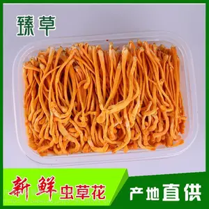北虫草批发渠道、原产地北虫草、北虫草干货批发