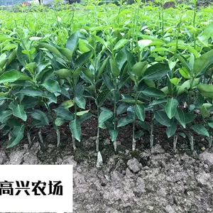 红美人多少钱一棵 象山正宗红美人柑橘苗