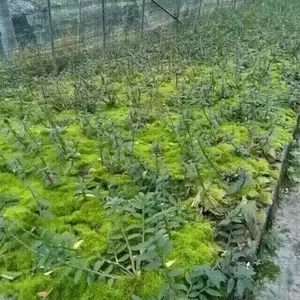 供应新鲜青苔草 鲜苔藓200吨
