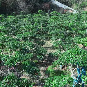 苏州鸿运果树桩盆景 造型鸿运果培育基地 苏州造型无刺枸骨 造型枸骨树