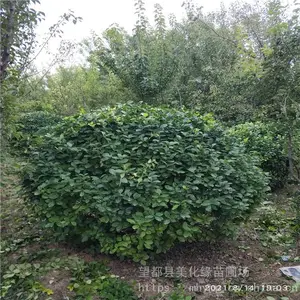 ����Ե 60������ì����� ��ì��Ʒ��ì�� ���ֹ��
