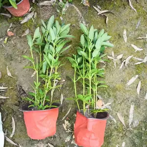 蓝花鼠尾草工程苗 蓝花鼠尾草初花盆栽 蓝花鼠尾草苗圃