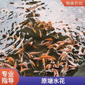 山西大同朔州观赏鱼苗锦鲤鱼苗养殖场 基地自繁 规格齐全 现货现发