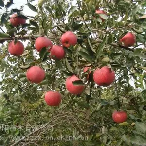 花牛苹果树苗大型繁育基地 帅阳苗木 苗木培育供应 苹果苗优质基地