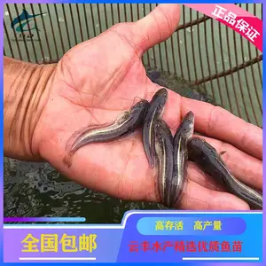 �Ϸ���������籨�� ������������������� �ӽ�������