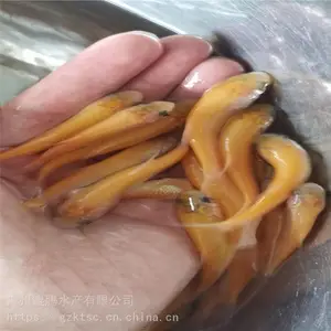 ����ˮ�� �����ͼƬ��ȫ ����˹�������ֳ���� ***