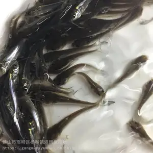 ����ŷ�� ǯ�������� ֧�ֿ���½��