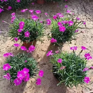 晓敏花卉欧石竹小苗,河南新乡红旗区欧石竹花海