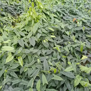 四川山草药地苦胆种子_中草药金果榄种苗_金果榄种子_新鲜金果榄***格
