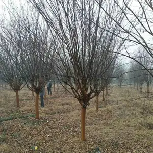 原生紫薇价格,7公分8公分-9公分红花紫薇上车时多少钱