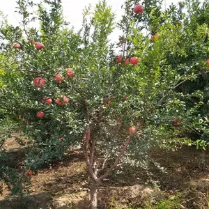 突尼斯软籽石榴 庭院种植盆栽石榴基地价格
