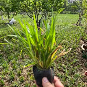 崂峪苔草营养杯苗北京种植效果展示