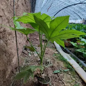 供应八角金盘 八角金盘种植基地 八角金盘杯苗