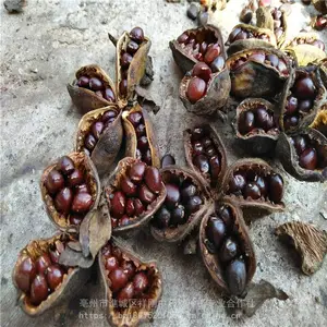 改良赤芍种子 当年货发芽***