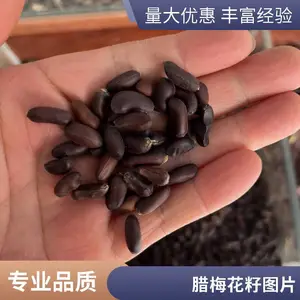 腊梅花种子出售 干品中药材铁筷子花药材籽 获证堂冷背药材籽