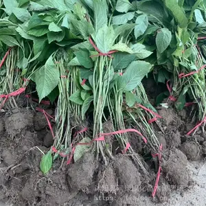 ���� ���ɻ� �������� ϲ��ůʪ������ ���Թ��ͻ���