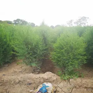 �ٷ������� ��ڷ������� ����ũ����ֲ����