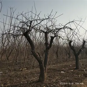 ����Ե ����̻��Գ��ڻ����ӷ��ܱ���ë �辰��֦÷
