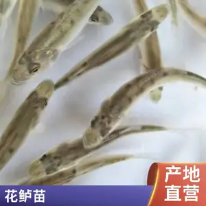 七星鲈鱼苗 提供技术支持 存活*** 生长迅速快 产品质量好 包品质