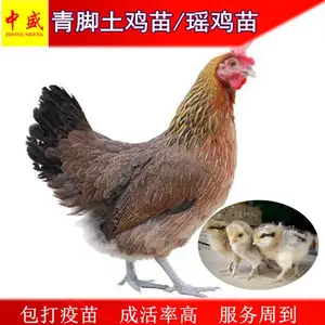 广西南丹瑶鸡苗价格多少钱一只|贵州土鸡苗批发|贵州鸡苗孵化场