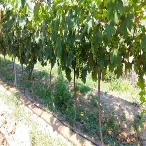 ������ֲ���ܹ���豸΢��ͷÿһ�ڹ����Ȼ����