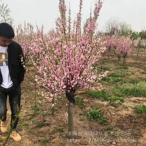 ��÷ ��÷����۸�  ͥԺ�ֵ��̻�����÷����
