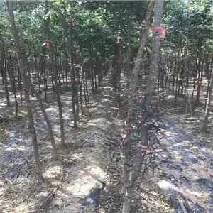 ��������ֲ���� 8������������10������������12���֡�15����������