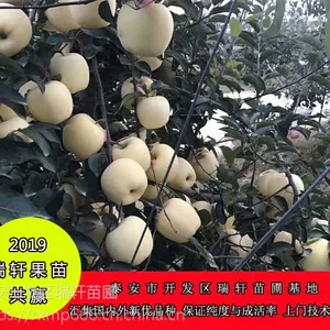 乔化 维纳斯黄金苹果苗 详情介绍
