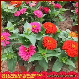 青州市兴东花卉苗木专业合作社