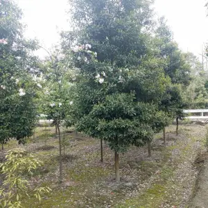 ��Ӧ�Ĵ��ɶ���骼۸��ľ��������