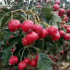 河北2019年甜红山楂苗价格