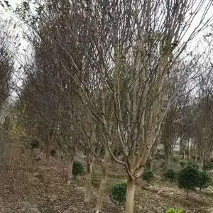 10公分紫薇,11公分紫薇,12公分紫薇,13公分紫薇