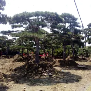 1米2米造型景松-3米景松、3.5米泰山松 4米造型黑松