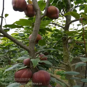 ������������ ��������ֲ Ʒ������